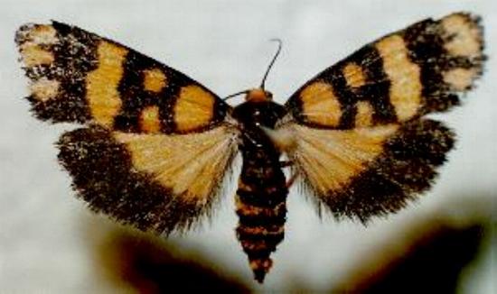 Eutane terminalis