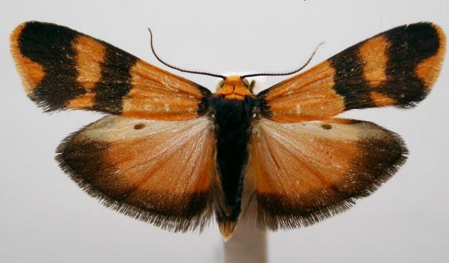 Stenoscaptia venusta