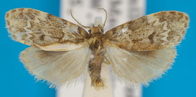 Scaphidriotis xylogramma