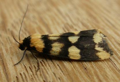 Termessa zonophanes