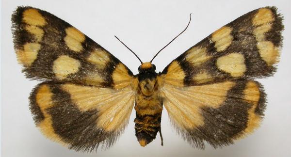 Termessa zonophanes