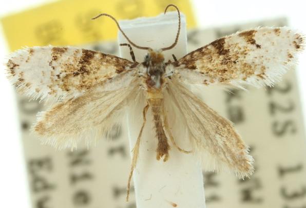 Lophocorona pediasia