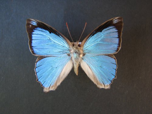 Ogyris aenone