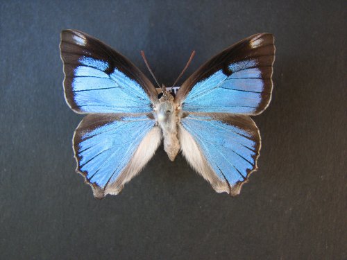 Ogyris aenone