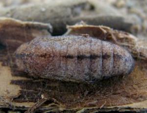 Ogyris aenone
