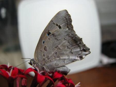 Ogyris aenone