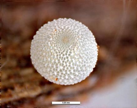 Acrodipsas