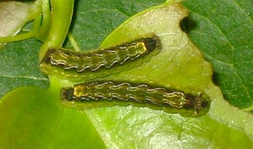 Pseudodipsas cephenes