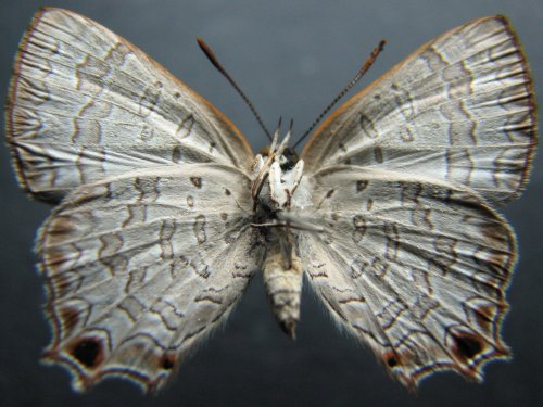 Pseudodipsas cephenes