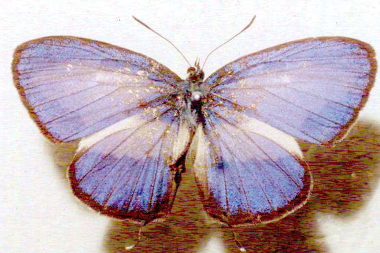 Nacaduba cyanea