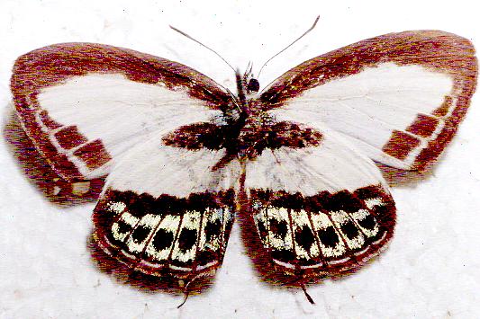 Nacaduba cyanea