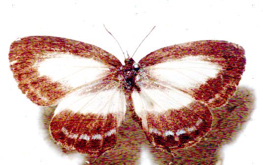 Nacaduba cyanea