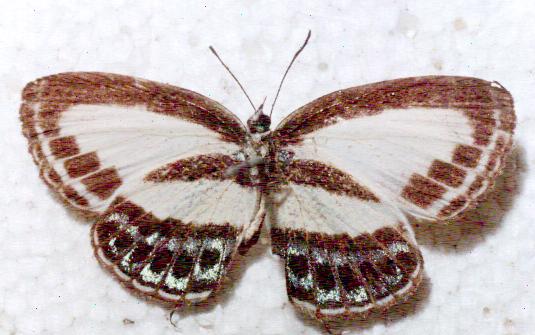 Nacaduba cyanea