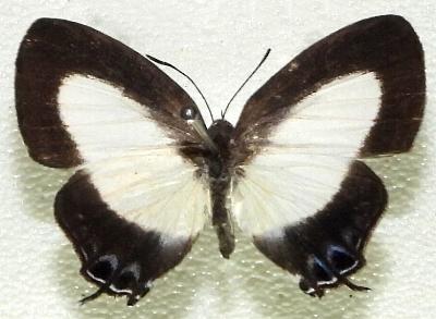 Hypolycaena danis
