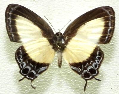 Hypolycaena danis