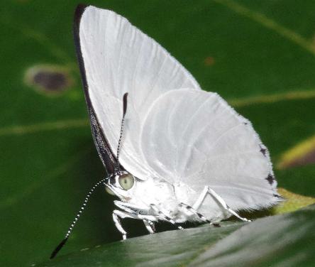 Philiris diana