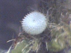 Ionolyce helicon