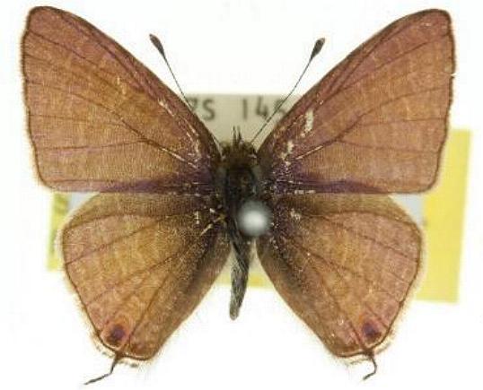 Ionolyce helicon