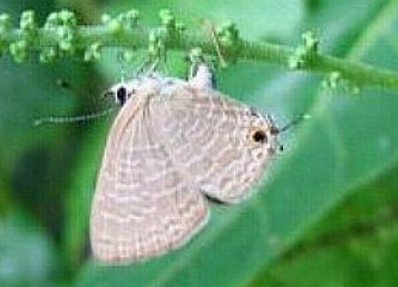 Ionolyce helicon