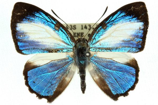 Hypochrysops hippuris
