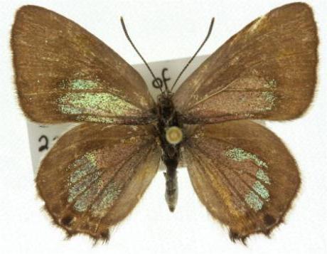 Jalmenus icilius
