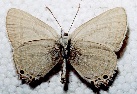 Jalmenus icilius