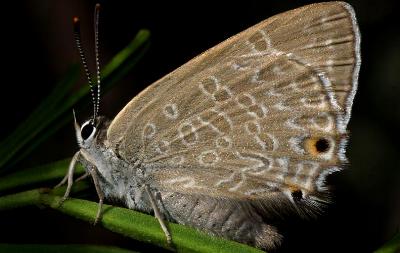 Jalmenus icilius