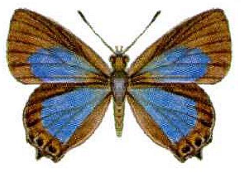 Jalmenus icilius