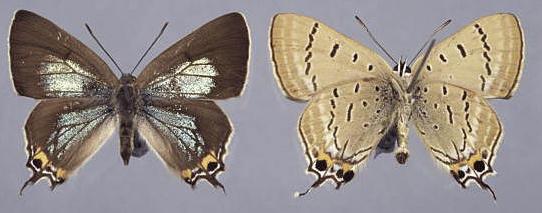 Jalmenus ictinus