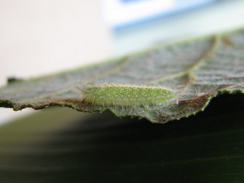 Philiris innotata
