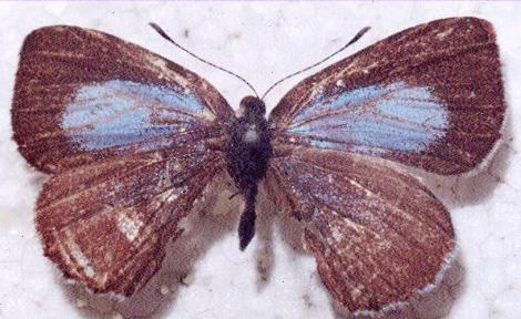 Philiris innotata