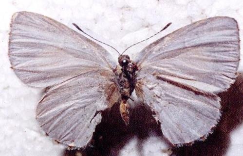 Philiris innotata