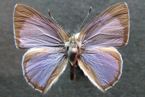 Philiris innotata