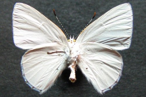 Philiris innotata