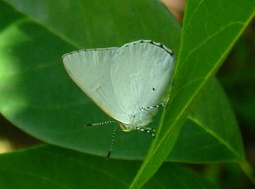Philiris innotata