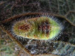 Philiris innotata