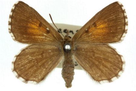 Lucia limbaria
