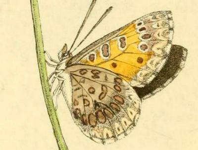 Lucia limbaria
