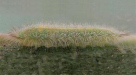 Philiris lucina