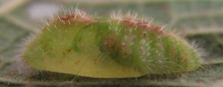 Philiris lucina