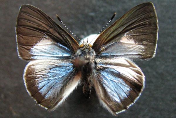 Philiris lucina