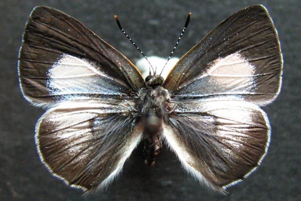 Philiris lucina