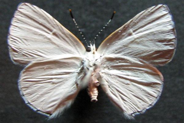 Philiris lucina