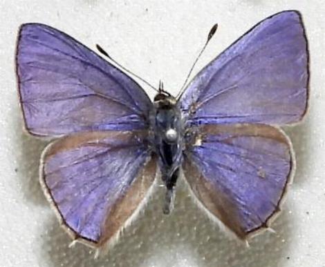 Anthene lycaenoides