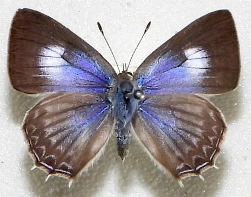Anthene lycaenoides