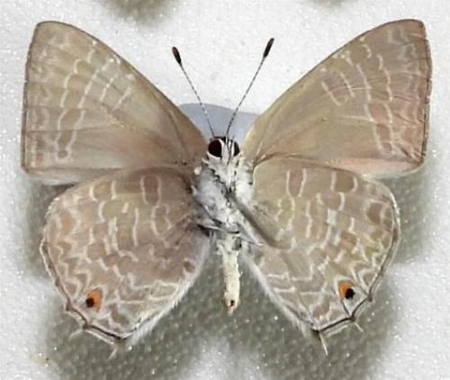 Anthene lycaenoides