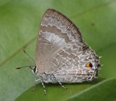 Anthene lycaenoides