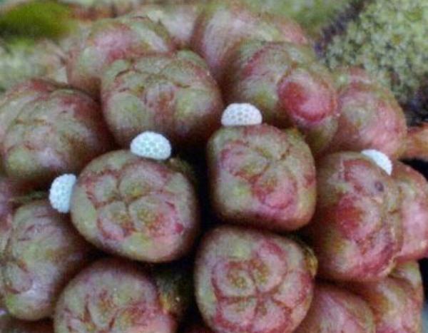 Anthene lycaenoides