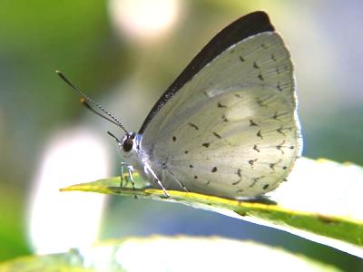 Eirmocides margarita