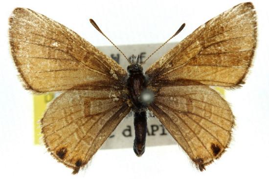 Acrodipsas mortoni